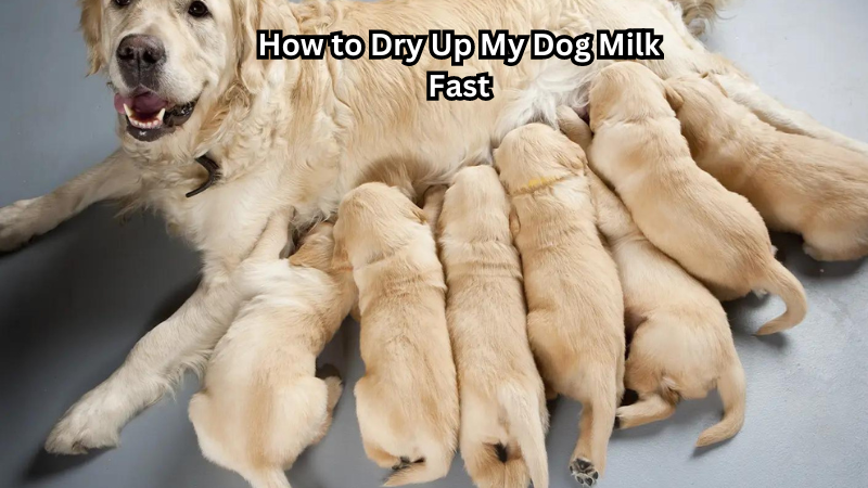 Dry up dogs milk hotsell